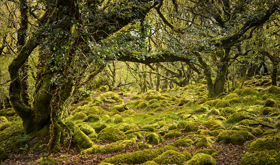 Consultants help Natural Resources Wales boost user-driven content 