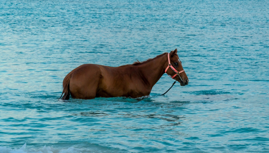 WTW launches parametric flood risk policy to protect UK race courses 1 WTW launches parametric flood risk policy to protect UK race courses