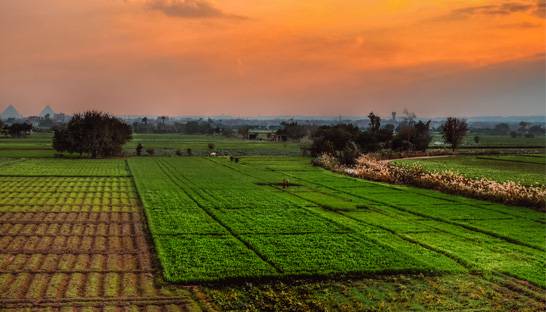 BCG roped in to support agricultural reforms in Egypt