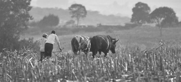 Farmer